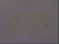 Echiniscus militaris image