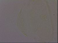 Echiniscus militaris image