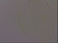 Echiniscus militaris image