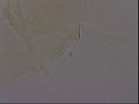 Echiniscus militaris image