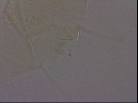 Echiniscus militaris image