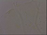 Echiniscus militaris image