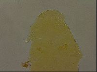 Echiniscus porabrus image