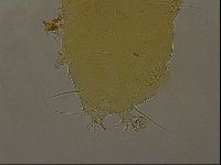 Echiniscus porabrus image