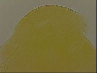Echiniscus porabrus image