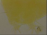 Echiniscus porabrus image