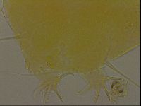 Echiniscus porabrus image