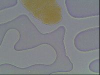 Echiniscus cavagnaroi image