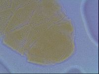 Echiniscus cavagnaroi image