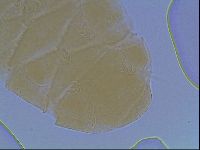 Echiniscus cavagnaroi image