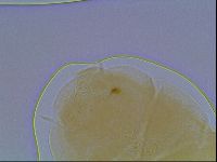 Echiniscus cavagnaroi image