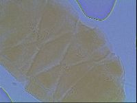 Echiniscus cavagnaroi image