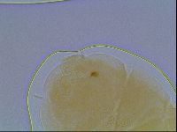 Echiniscus cavagnaroi image