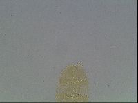 Echiniscus cavagnaroi image