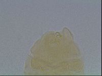 Echiniscus cavagnaroi image