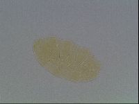 Echiniscus cavagnaroi image