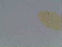 Echiniscus cavagnaroi image