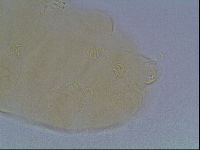 Echiniscus cavagnaroi image