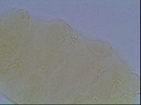 Echiniscus cavagnaroi image