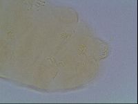 Echiniscus cavagnaroi image