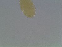 Echiniscus cavagnaroi image