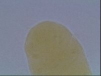 Echiniscus cavagnaroi image