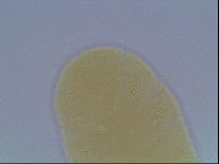 Echiniscus cavagnaroi image