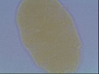 Echiniscus cavagnaroi image
