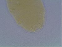 Echiniscus cavagnaroi image