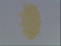 Echiniscus cavagnaroi image