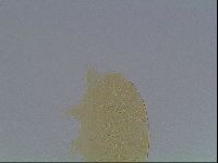 Echiniscus cavagnaroi image