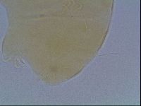 Echiniscus cavagnaroi image