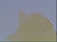 Echiniscus cavagnaroi image
