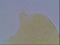 Echiniscus cavagnaroi image