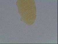 Echiniscus cavagnaroi image