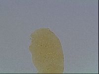 Echiniscus cavagnaroi image