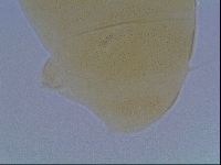 Echiniscus cavagnaroi image