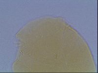 Echiniscus cavagnaroi image