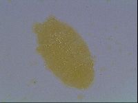 Echiniscus cavagnaroi image
