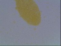 Echiniscus cavagnaroi image