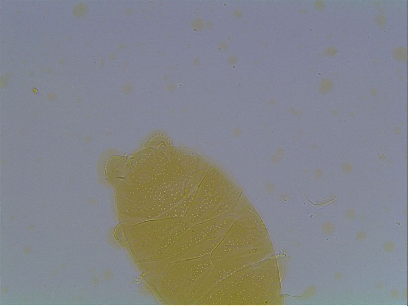 Echiniscus cavagnaroi image