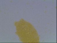 Echiniscus cavagnaroi image