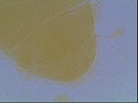 Echiniscus cavagnaroi image