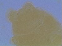 Echiniscus cavagnaroi image