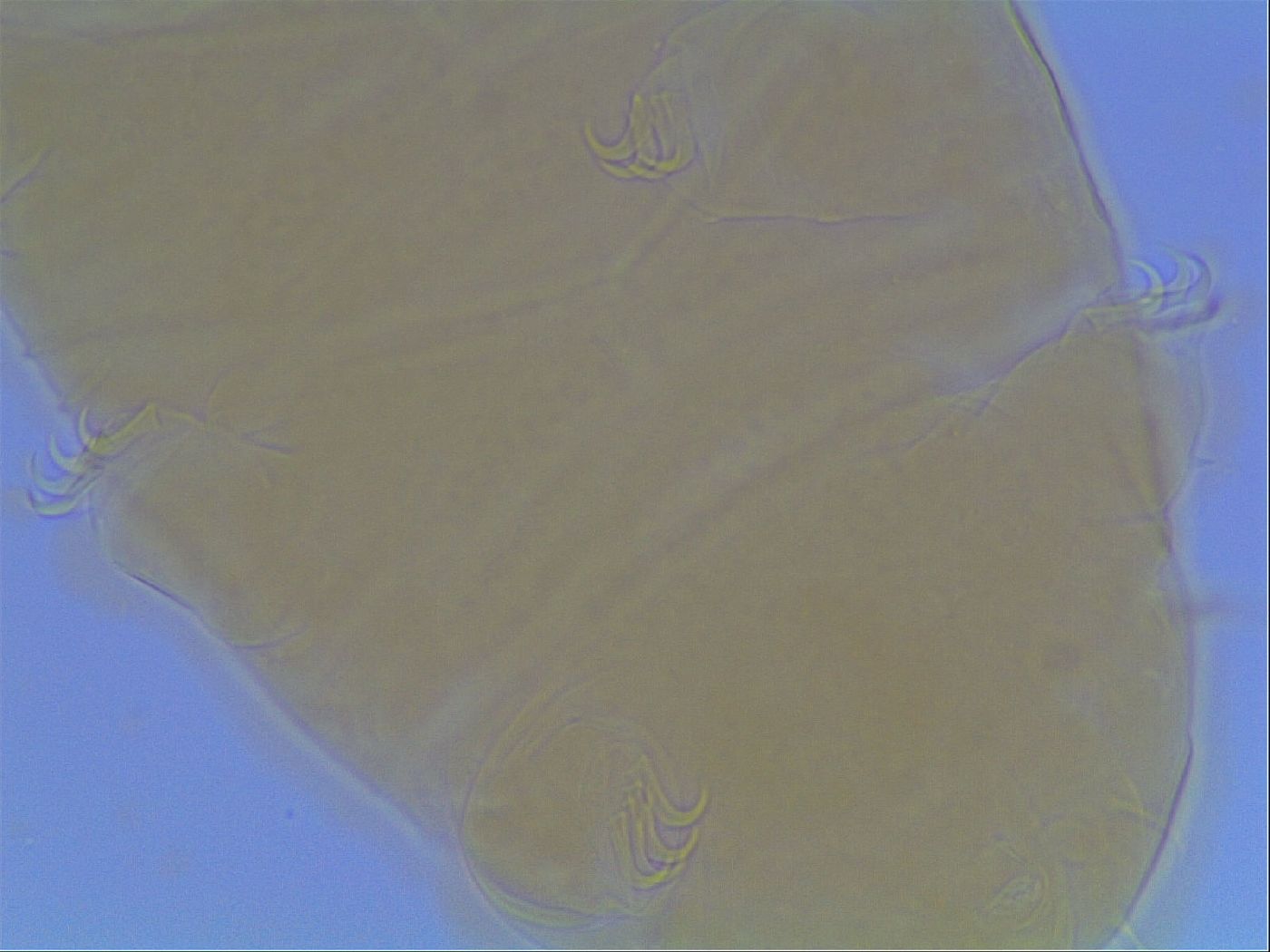 Echiniscus cavagnaroi image