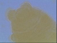 Echiniscus cavagnaroi image
