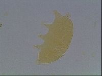 Echiniscus cavagnaroi image