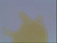 Echiniscus cavagnaroi image