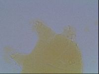 Echiniscus cavagnaroi image