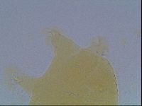 Echiniscus cavagnaroi image